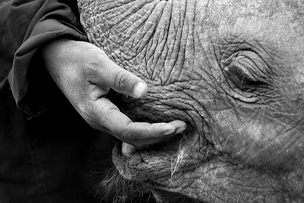 Elephant carer at sheldrick orphange