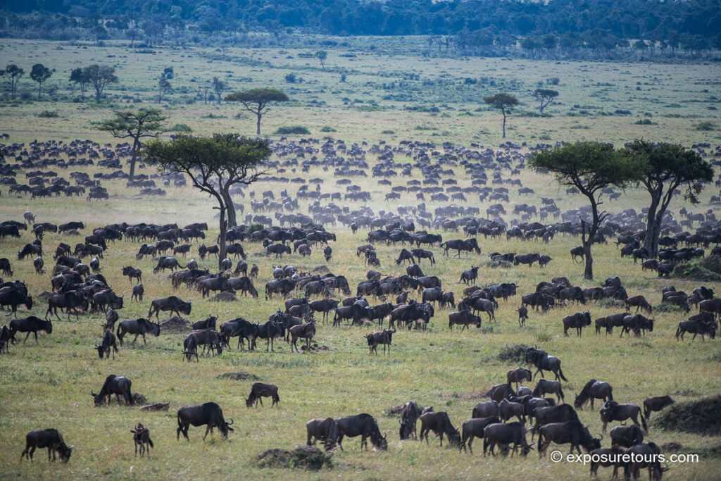 Wildebeest migration