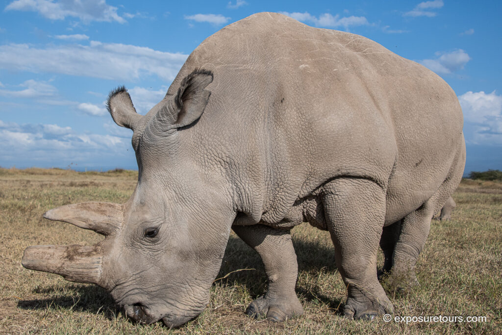 Northern White Rhino