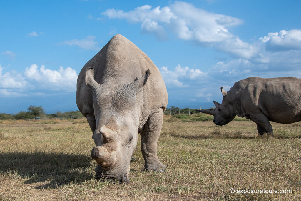 Northern White Rhino