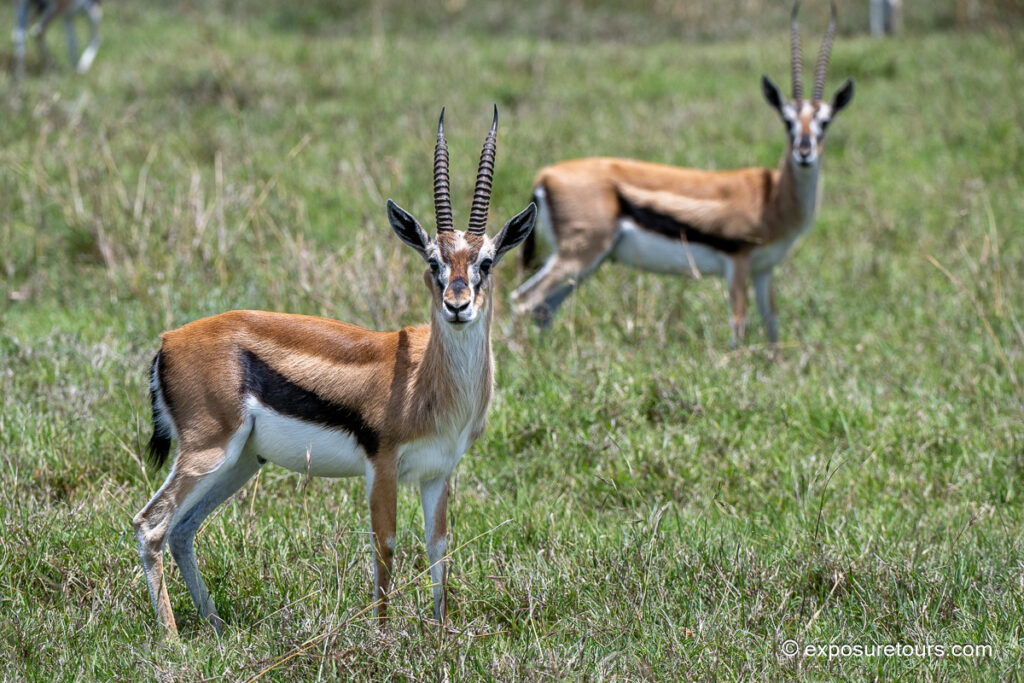 Thompson&rsquo;s Gazelle