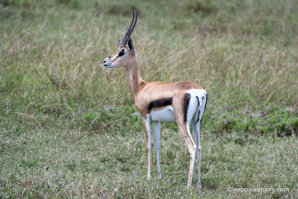 Thompson&rsquo;s Gazelle