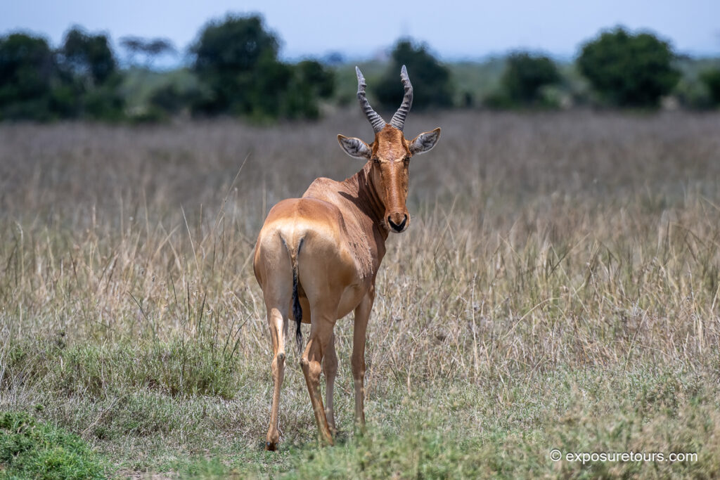 Hartebeest back