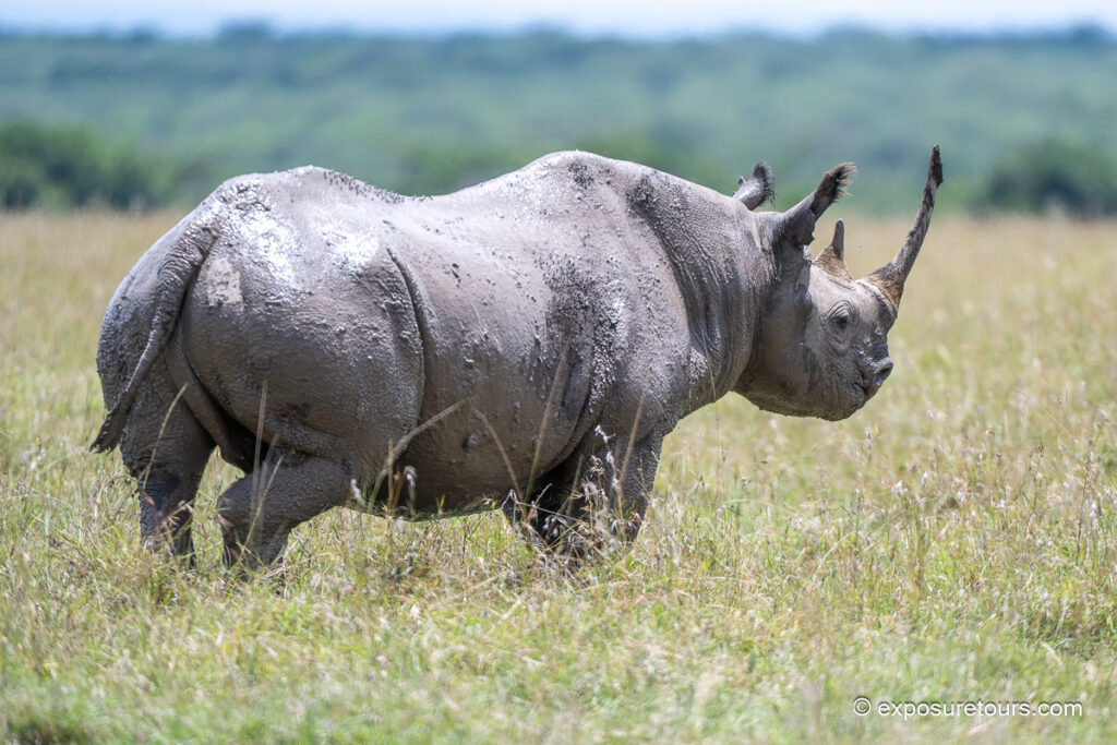 black rhinoceros side