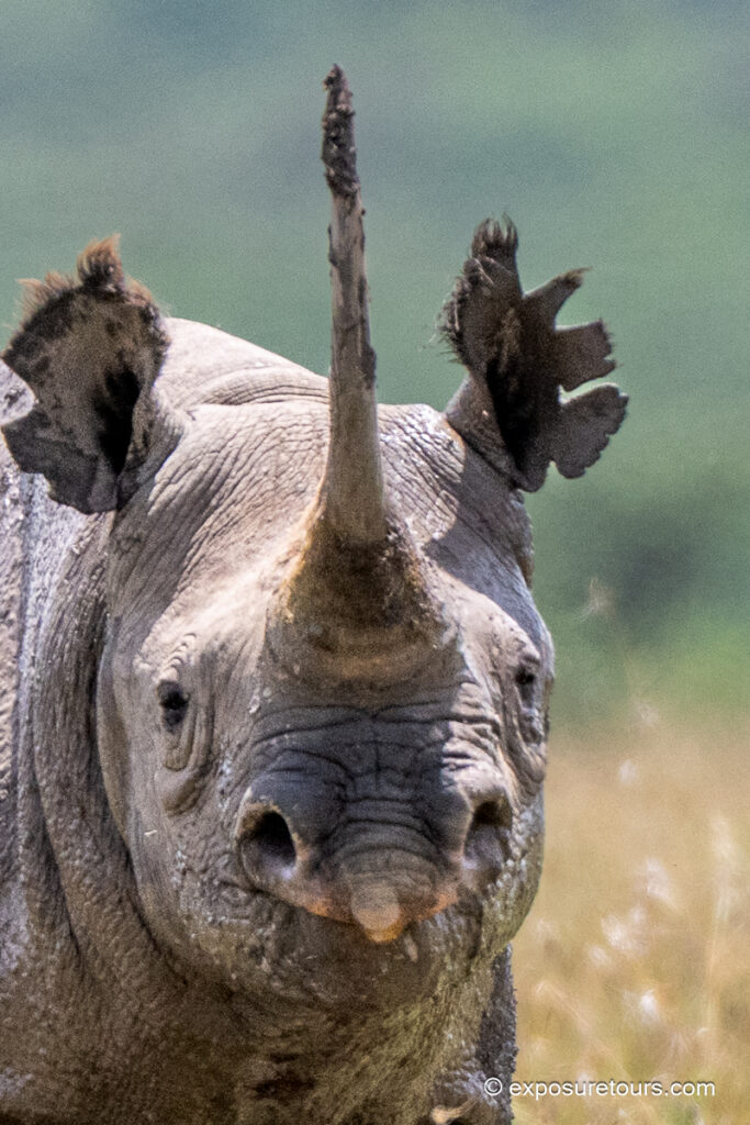 black rhinoceros front closeup