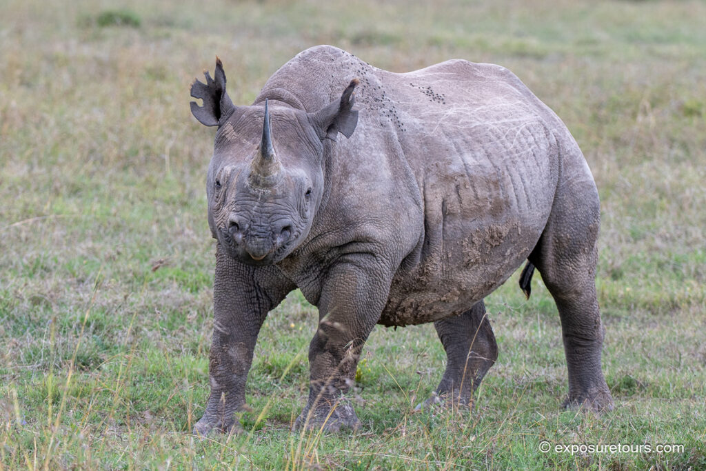 black rhinoceros front