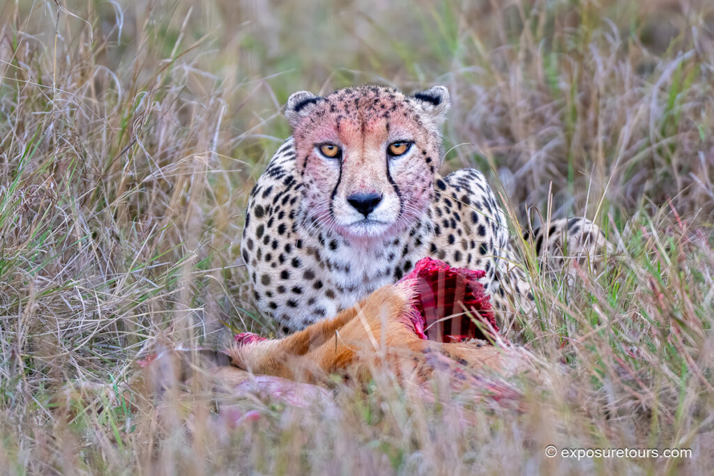 Cheetah eating