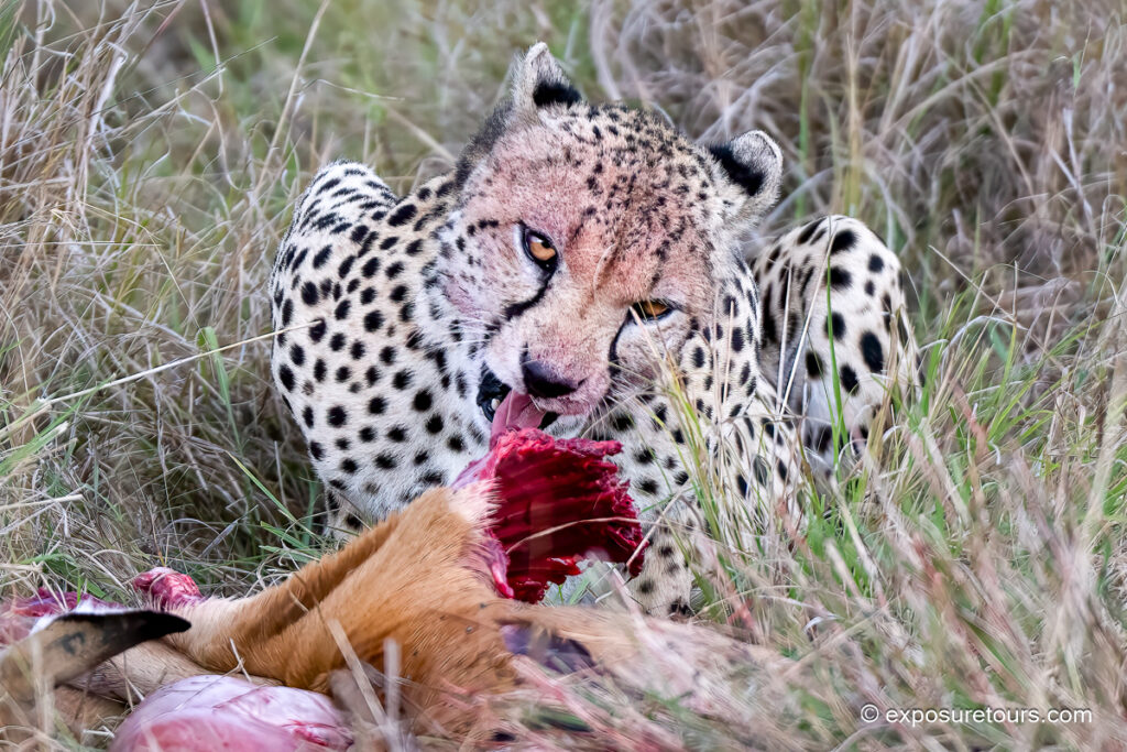 cheetah with kill
