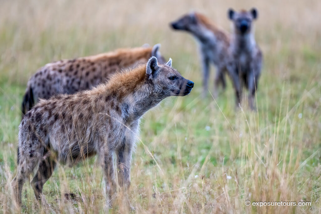 Hyena