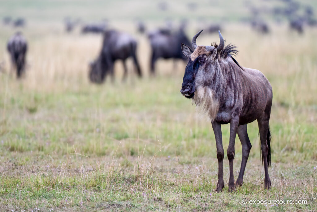 Wildebeest