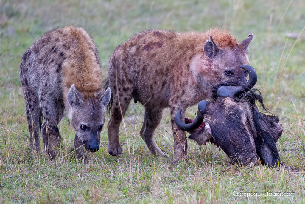 Hyena with kill