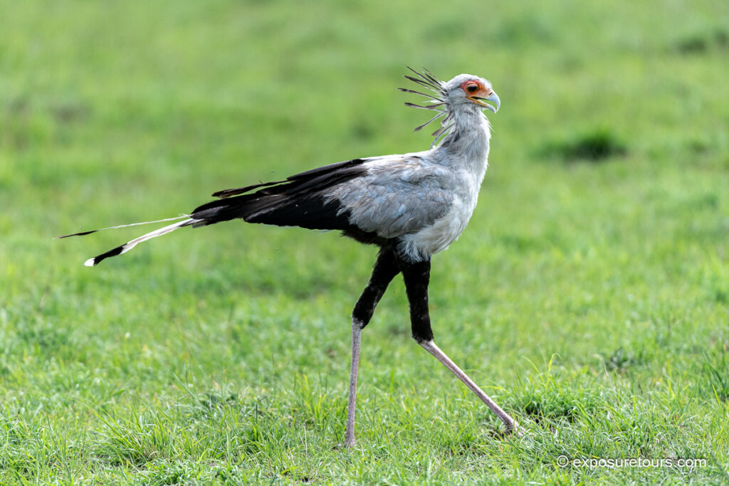 Secretarybird