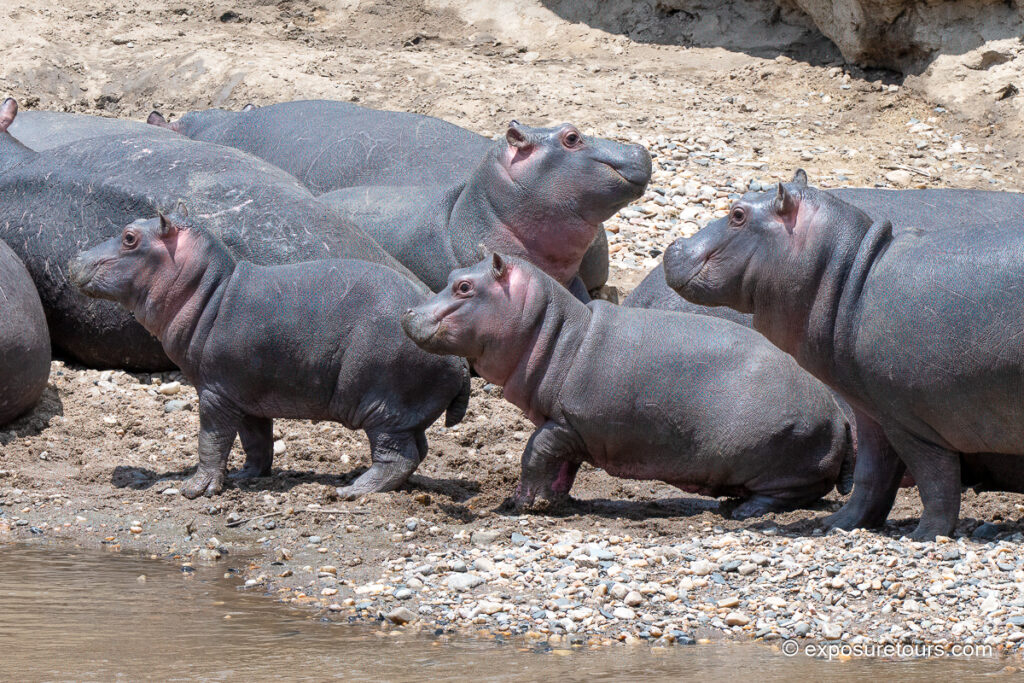 hippopotamus on land baby