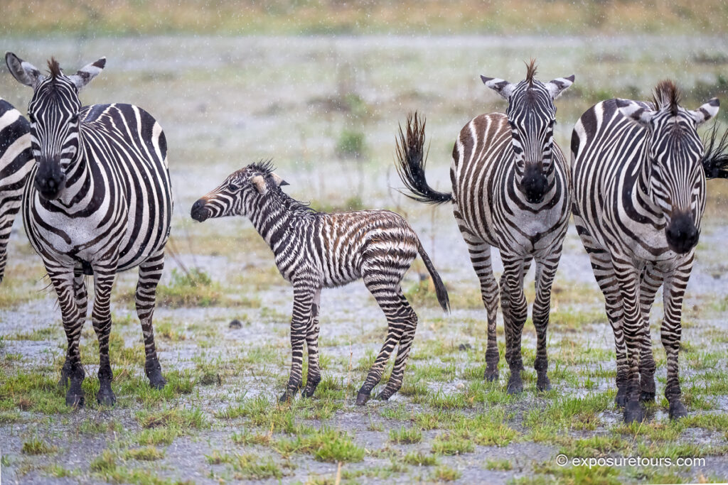 zebra fawn