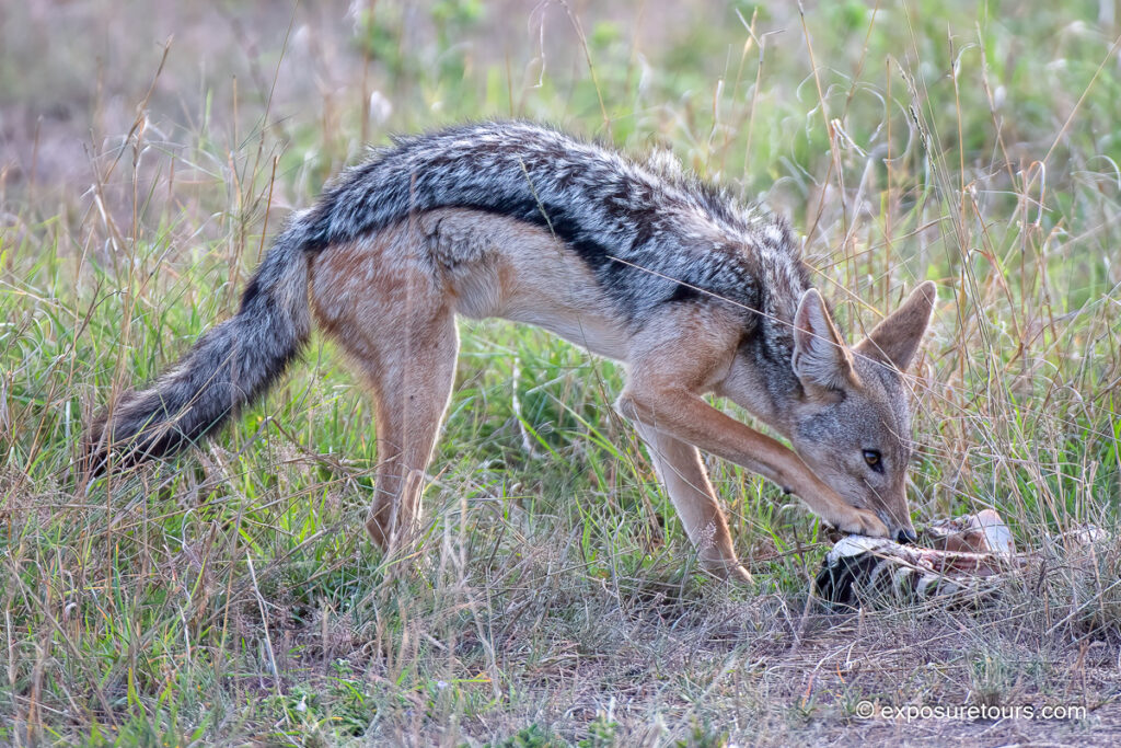 silver-backed jackal