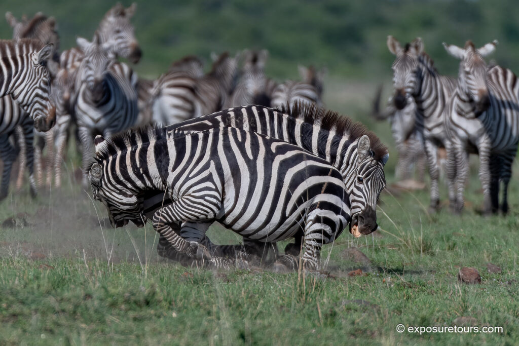 zebra fight