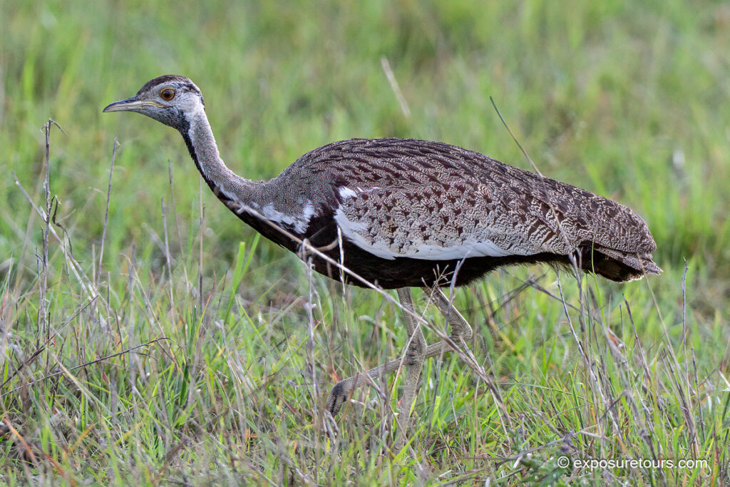 Black-bellied Bustard