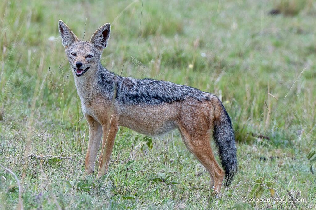 black-backed jackal