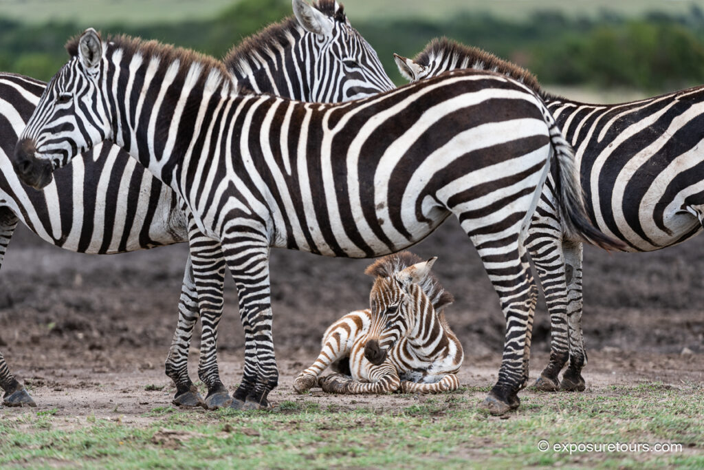zebra fawn