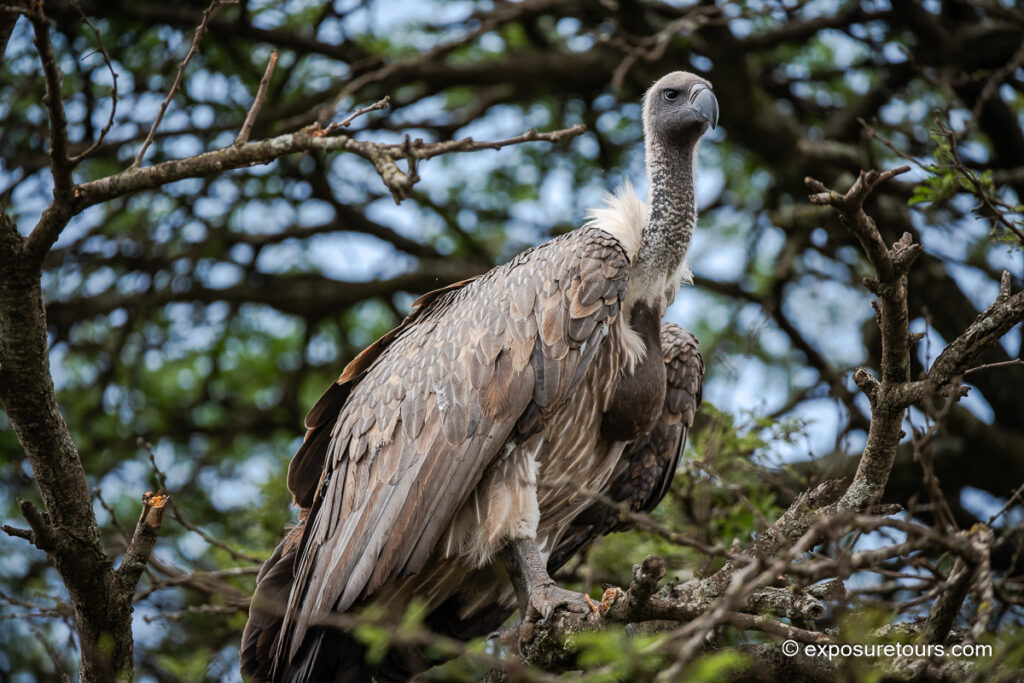 R&uuml;ppell's vulture