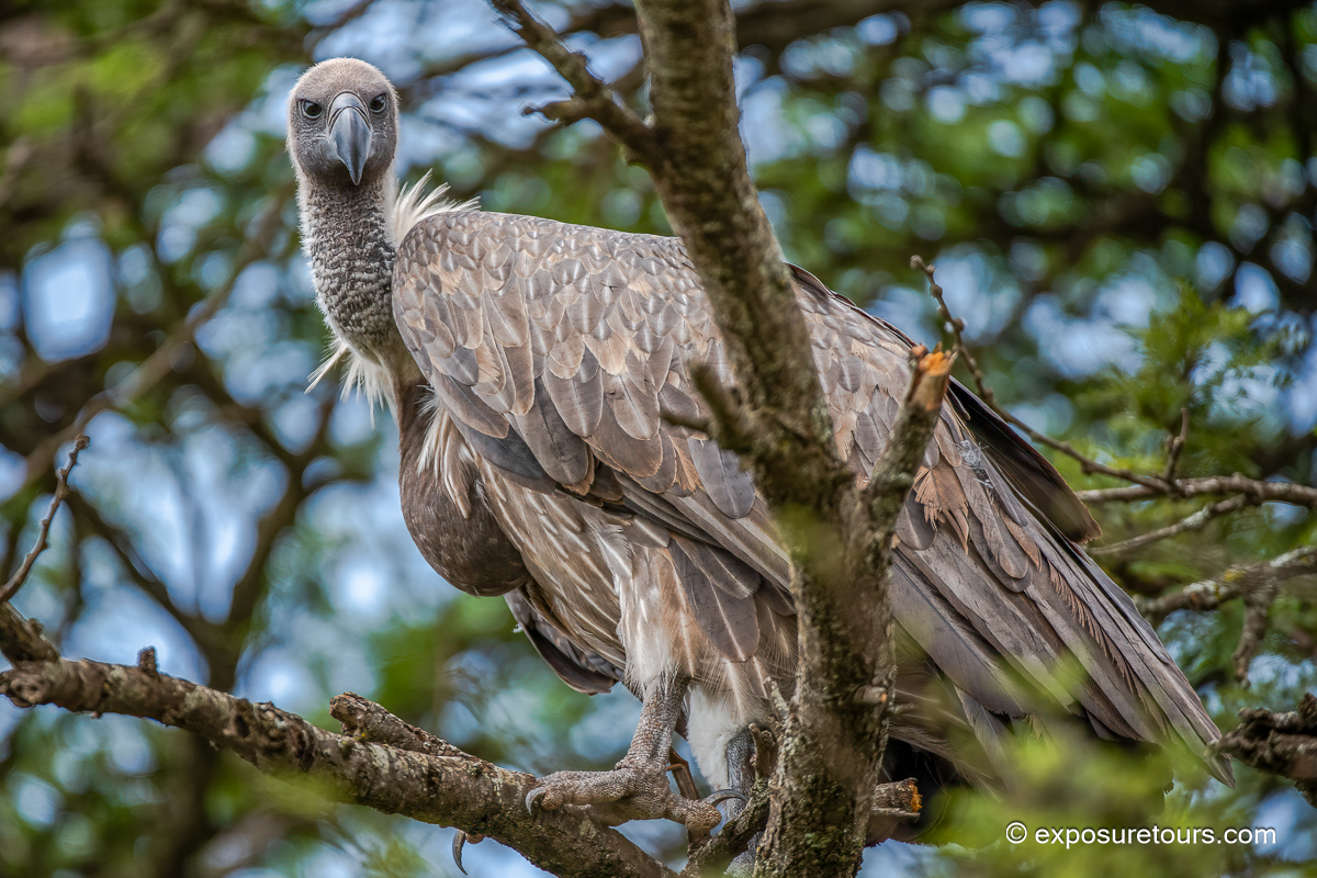 Vulture (Rüppell’s)