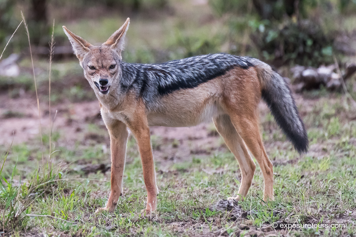 silver-backed jackal