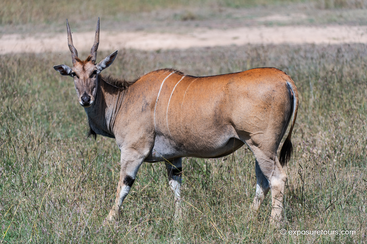 Eland full size