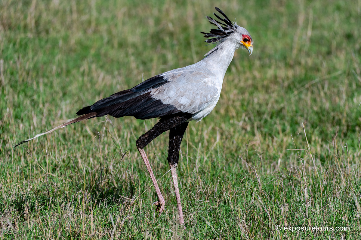 Secretarybird