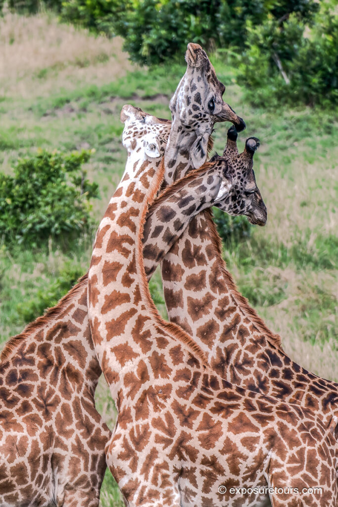 giraffes neck intertwined
