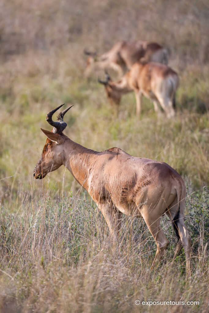Hartebeest facing away