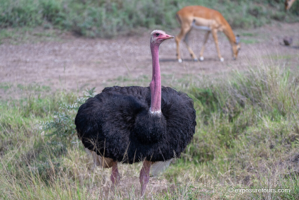 Ostrich male