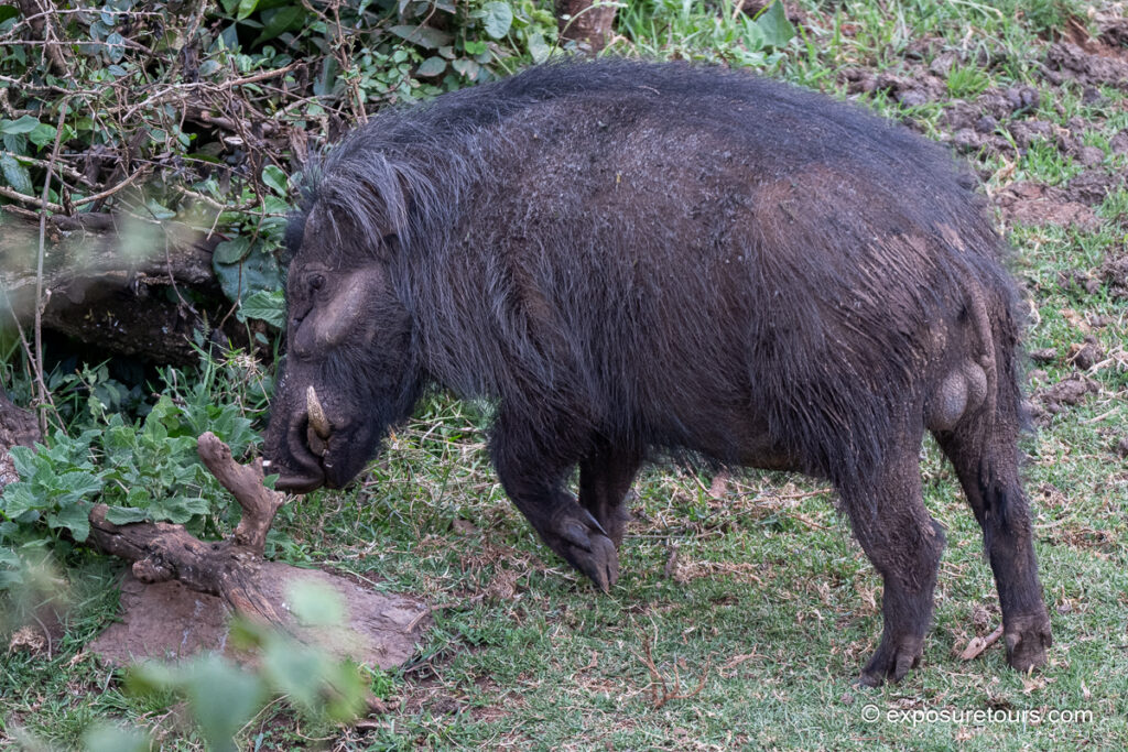 Giant Forest Hog Boar Side