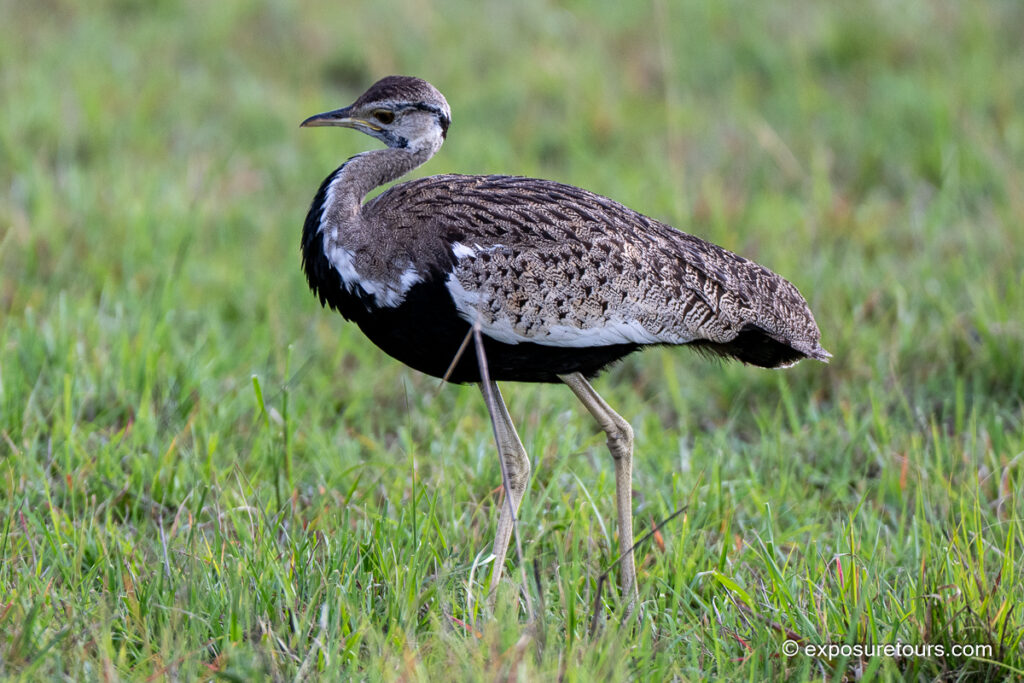 Black-bellied Bustard