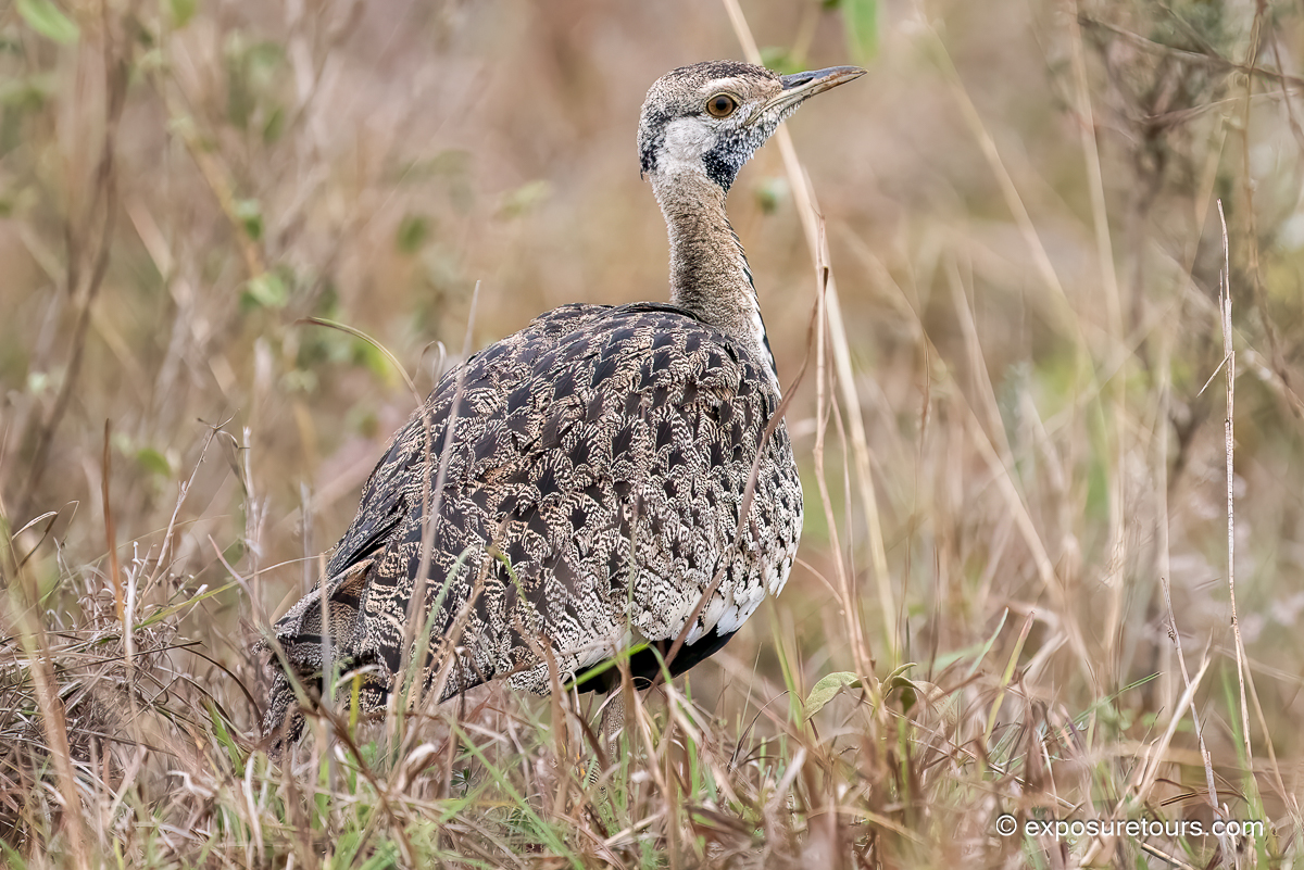 Black-bellied Bustard