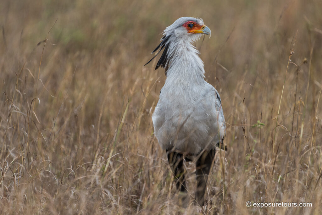 Secretarybird