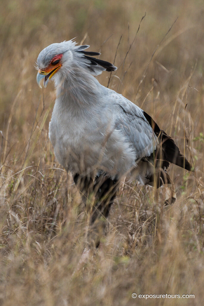 Secretarybird