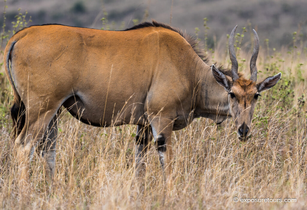 Eland side