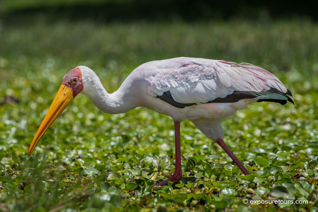 Yellow-billed Stork