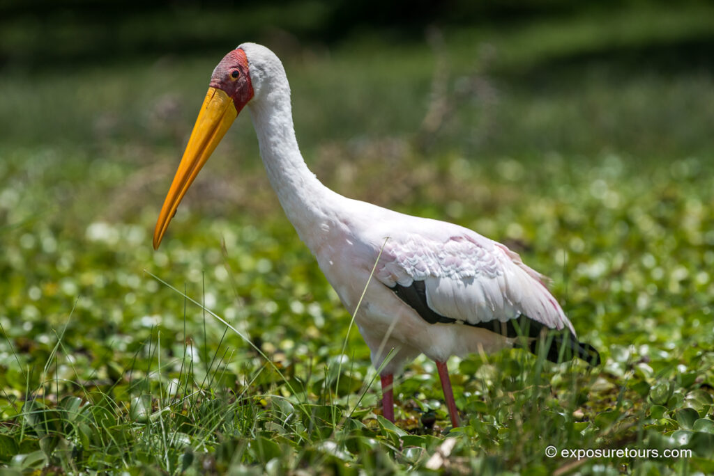 Yellow-billed Stork