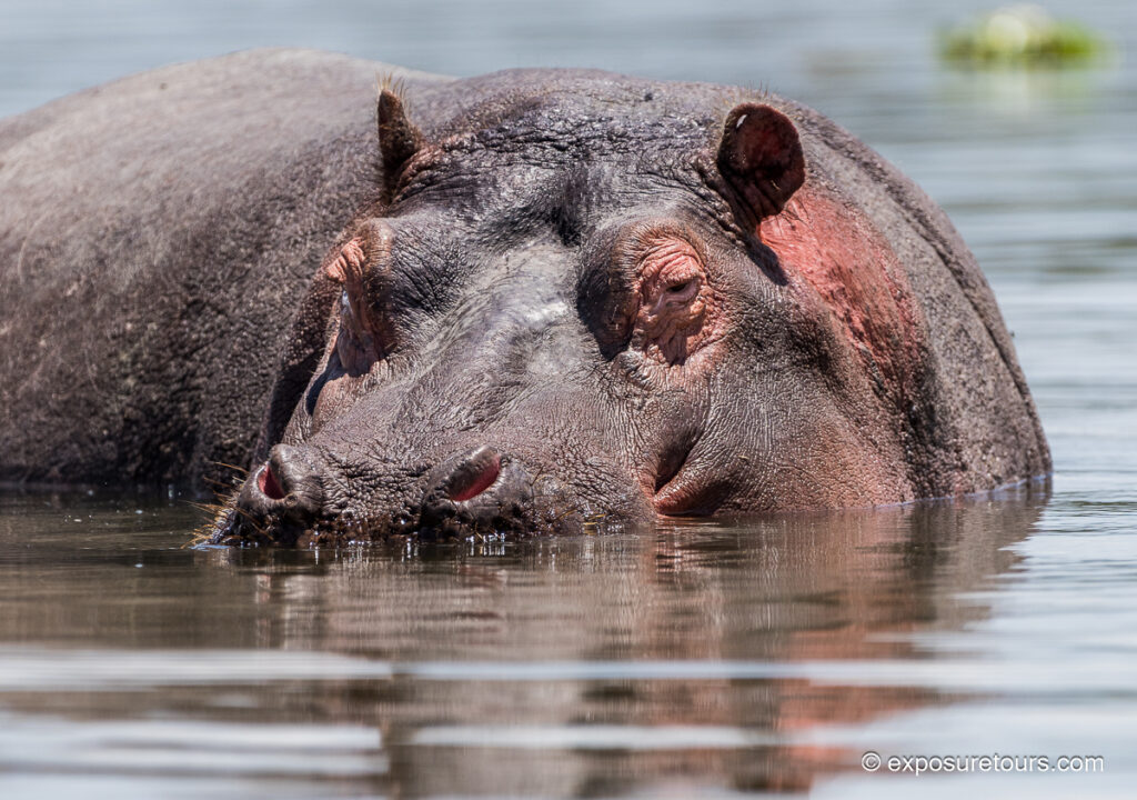 hippopotamus in water