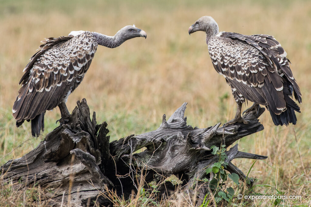 R&uuml;ppell's vulture