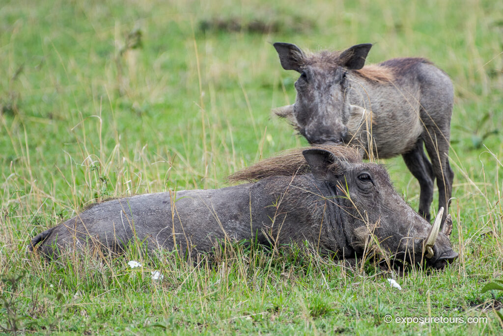 Warthogs