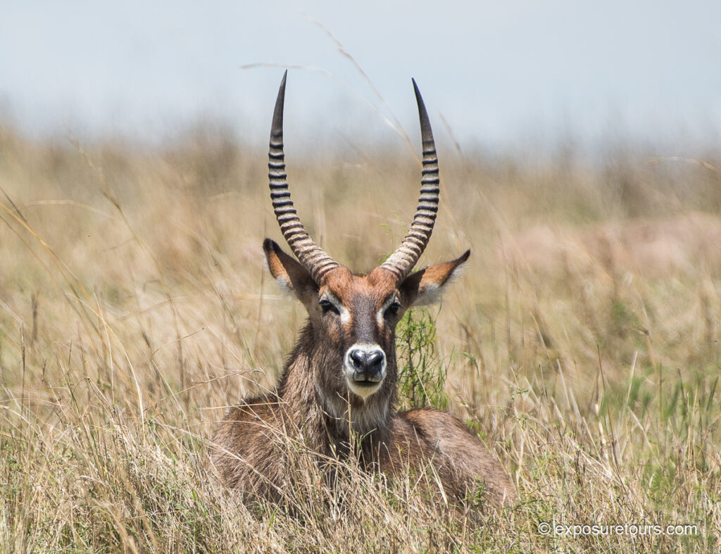 waterbuck front head
