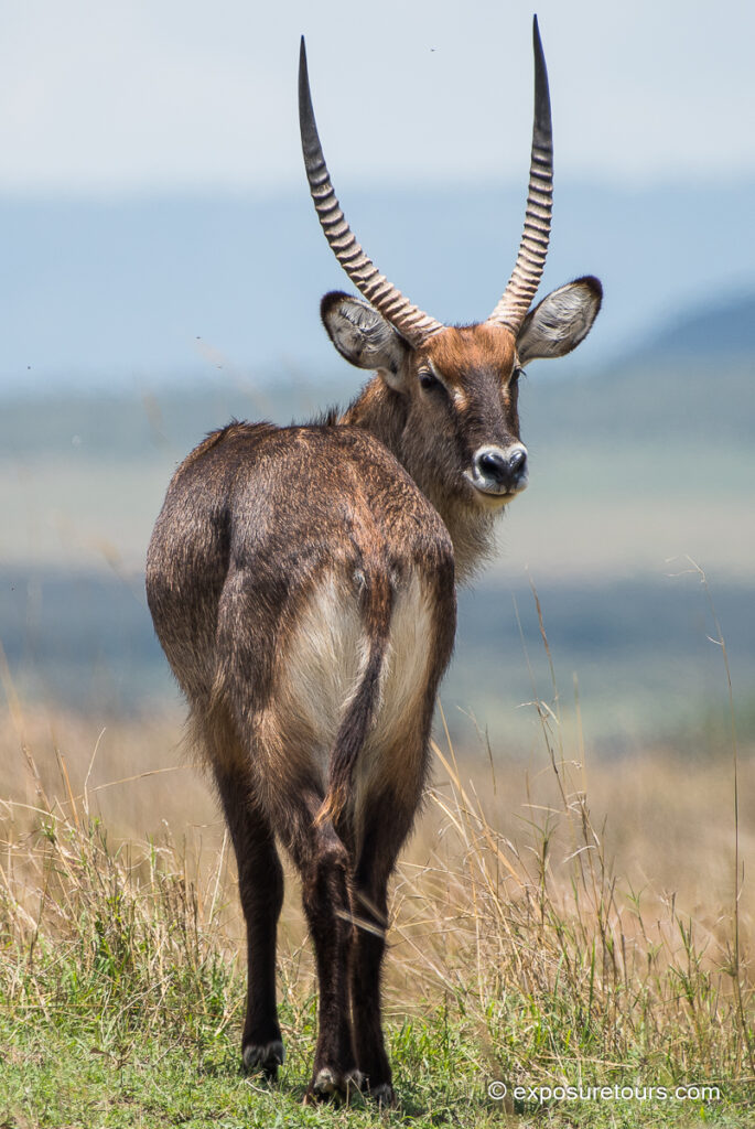 waterbuck back full