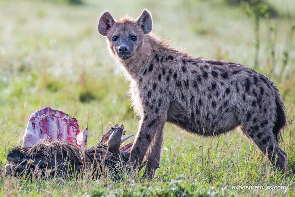 Hyena with kill