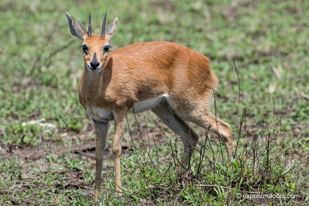 Kirk&rsquo;s dik-dik side