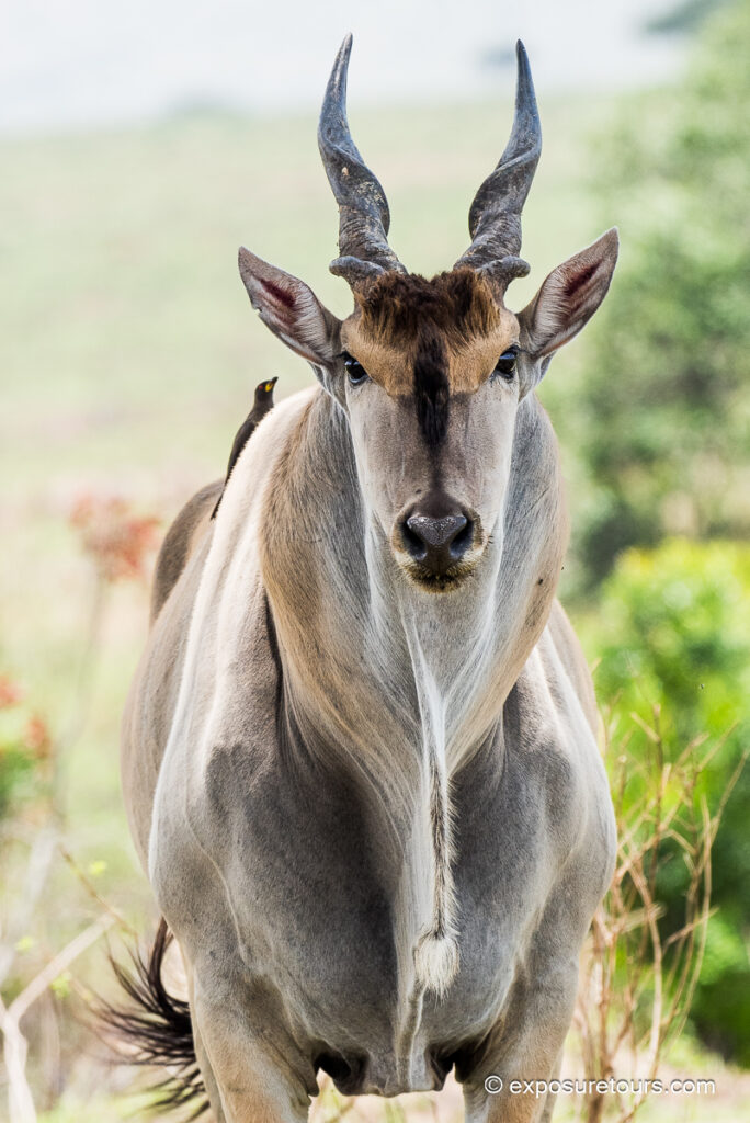 Eland front