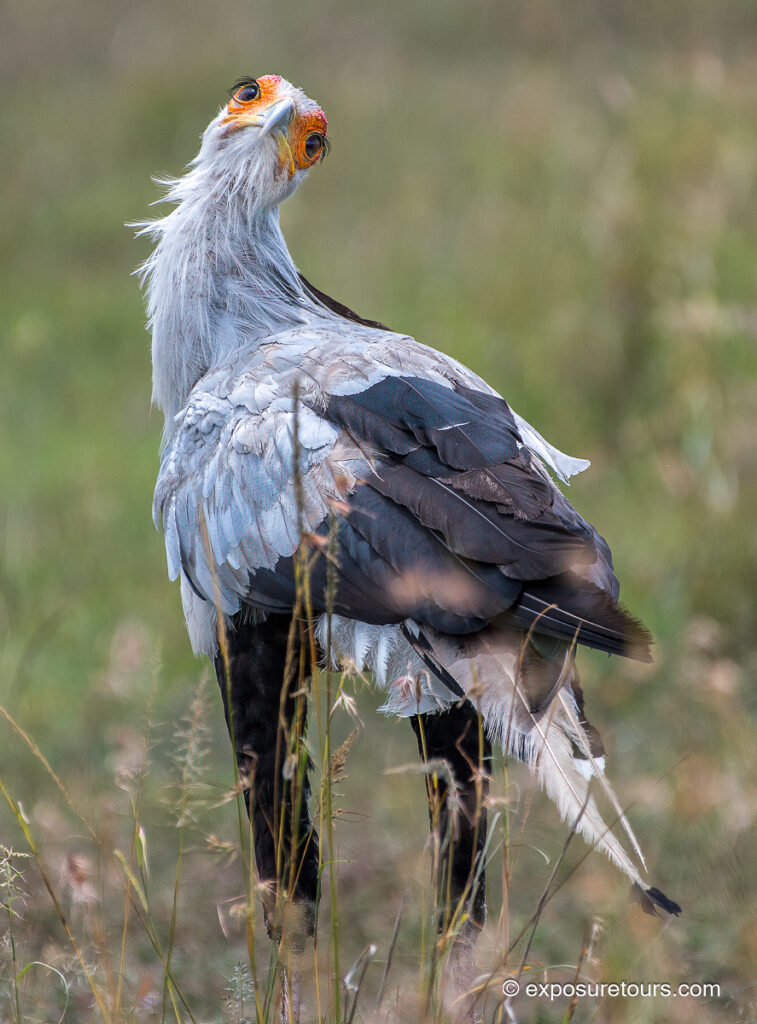 Secretary bird