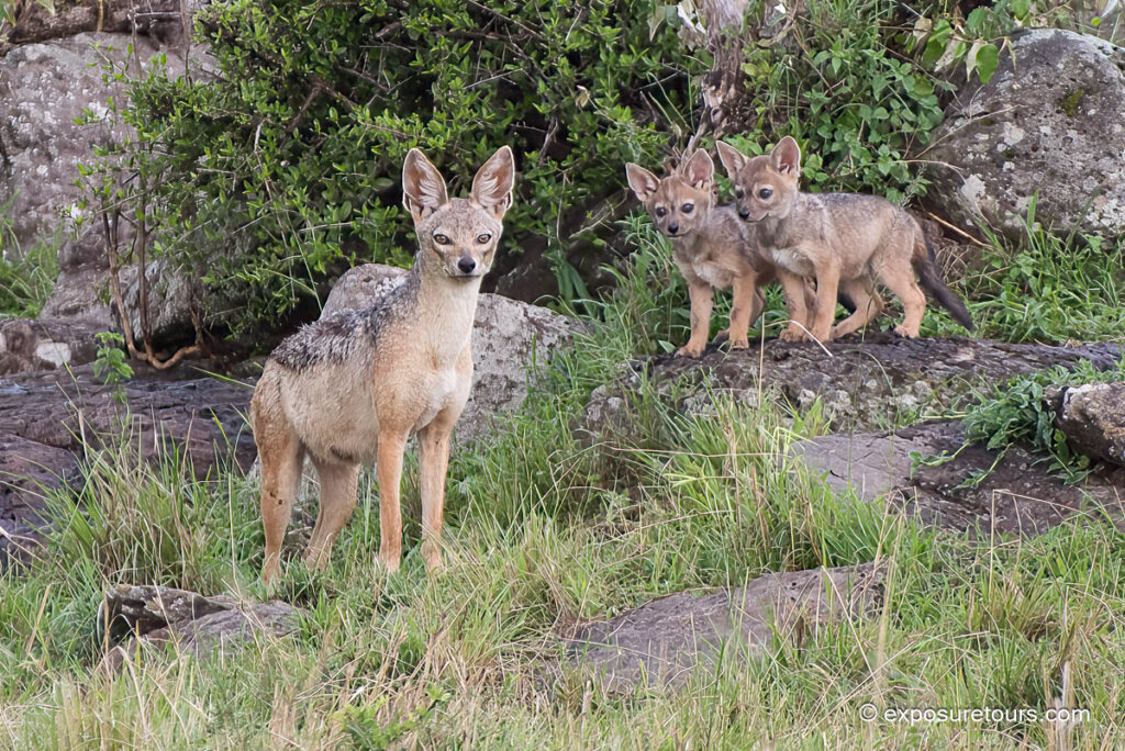 silver-backed jackal cubs
