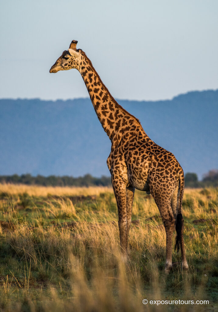 Giraffes goldenlight